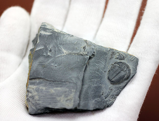 アメリカで最も有名な三葉虫といえば、これ!カンブリア紀三葉虫エルラシア・キンギ(Elrathia Kingi)(その4)