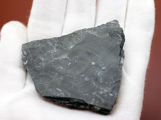 アメリカで最も有名な三葉虫といえば、これ!カンブリア紀三葉虫エルラシア・キンギ(Elrathia Kingi)(その5)