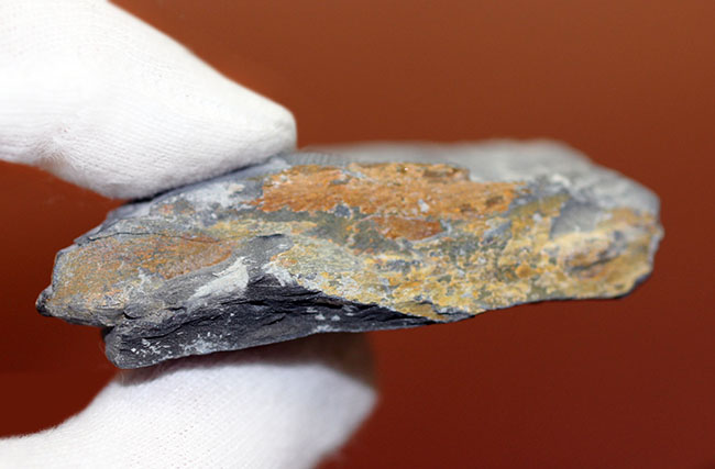 アメリカで最も有名な三葉虫といえば、これ!カンブリア紀三葉虫エルラシア・キンギ(Elrathia Kingi)(その6)