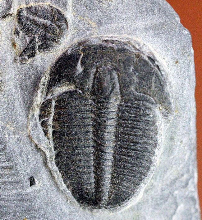 アメリカで最も有名な三葉虫といえば、これ!カンブリア紀三葉虫エルラシア・キンギ(Elrathia Kingi)(その8)