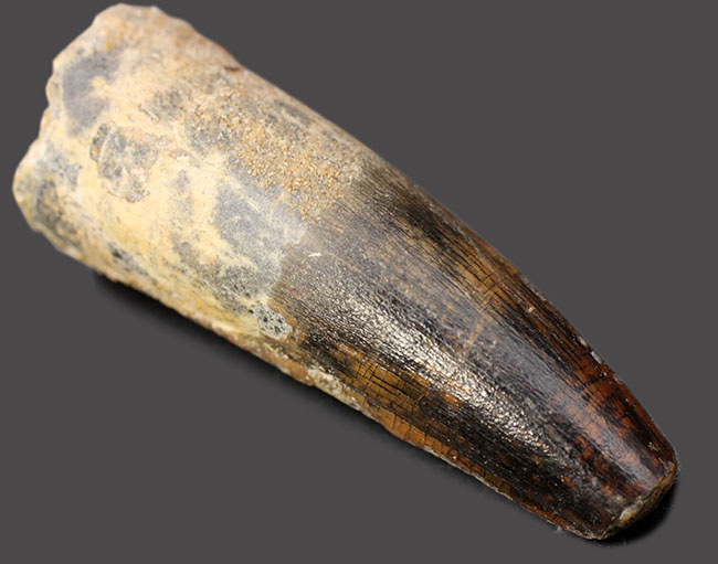 プレゼントにいかがでしょうか?白亜紀の北アフリカのボス、野太いスピノサウルス(Spinosaurus)の歯化石。上質のエナメル質にもご注目。(その1)