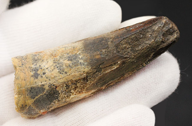 プレゼントにいかがでしょうか?白亜紀の北アフリカのボス、野太いスピノサウルス(Spinosaurus)の歯化石。上質のエナメル質にもご注目。(その4)
