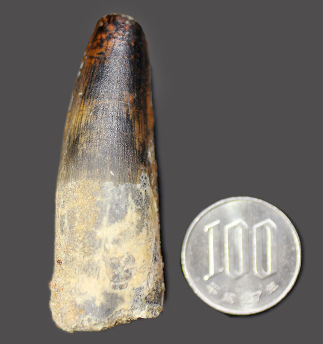 プレゼントにいかがでしょうか?白亜紀の北アフリカのボス、野太いスピノサウルス(Spinosaurus)の歯化石。上質のエナメル質にもご注目。(その7)