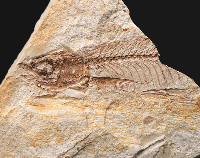 長崎県壱岐産、カワイワシ属に分類される古代淡水魚、ヘミクルター（Hemiculter）の化石（その1）