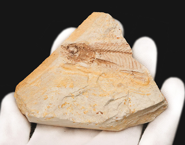 長崎県壱岐産、カワイワシ属に分類される古代淡水魚、ヘミクルター（Hemiculter）の化石（その2）