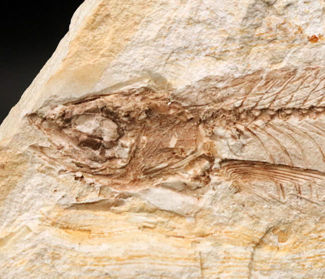 長崎県壱岐産、カワイワシ属に分類される古代淡水魚、ヘミクルター（Hemiculter）の化石（その3）