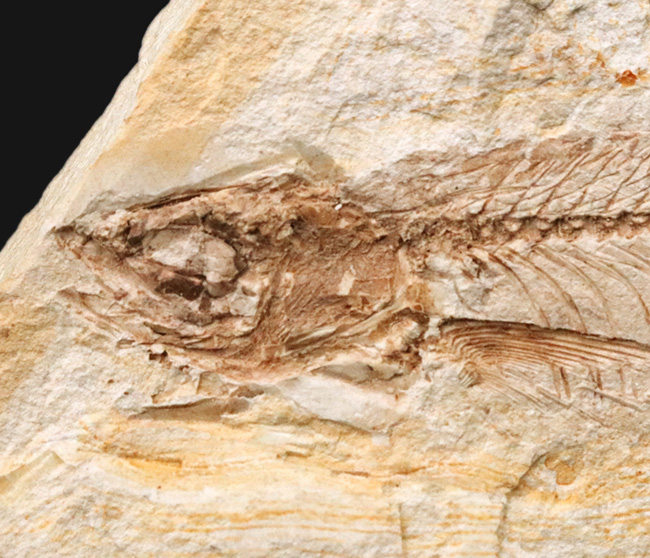長崎県壱岐産、カワイワシ属に分類される古代淡水魚、ヘミクルター（Hemiculter）の化石（その4）