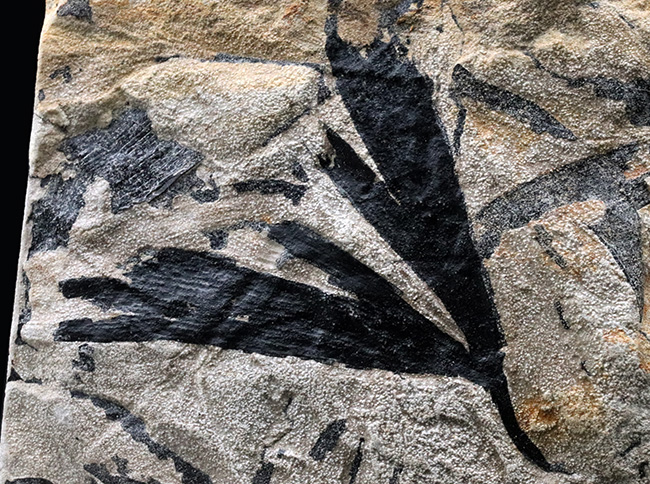 現世種に似た外観！イングランドヨークシャー州産、ジュラ紀のイチョウ（Ginkgo huttoni）の葉の化石（その2）