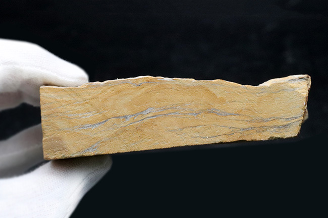 現世種に似た外観!イングランドヨークシャー州産、ジュラ紀のイチョウ(Ginkgo huttoni)の葉の化石(その5)