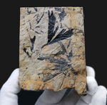 現世種に似た外観！イングランドヨークシャー州産、ジュラ紀のイチョウ（Ginkgo huttoni）の葉の化石