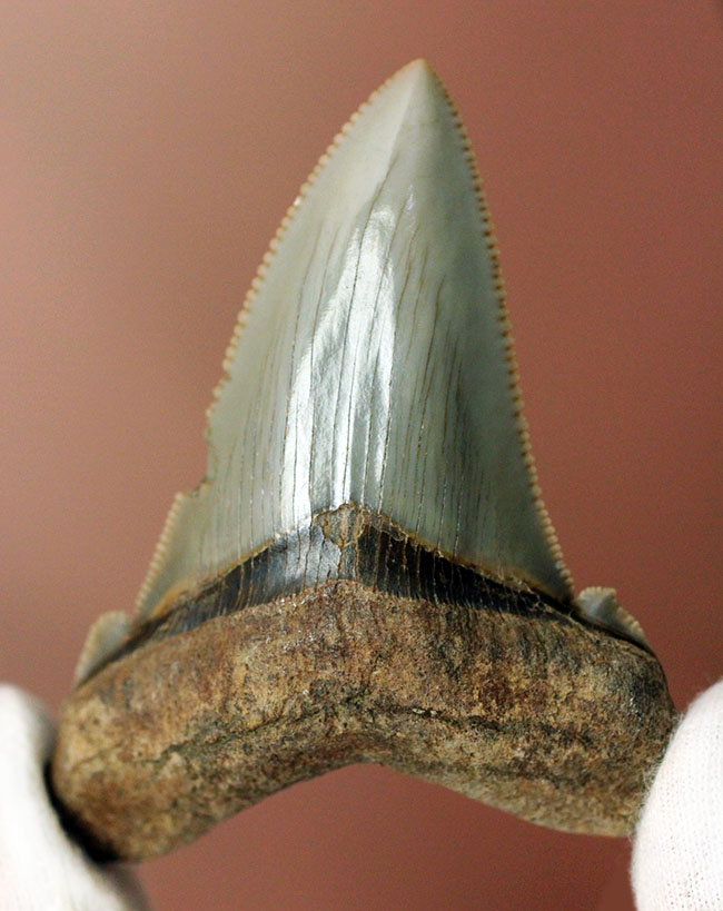 メガロドンより希少。絶滅したホホジロザメの直径の祖先、カルカロクレス・アングスティデンスの歯化石(その1)