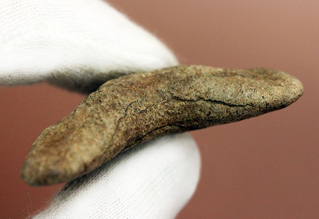 メガロドンより希少。絶滅したホホジロザメの直径の祖先、カルカロクレス・アングスティデンスの歯化石(その10)