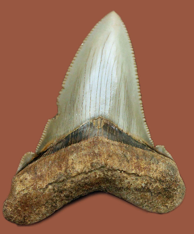 メガロドンより希少。絶滅したホホジロザメの直径の祖先、カルカロクレス・アングスティデンスの歯化石（その2）