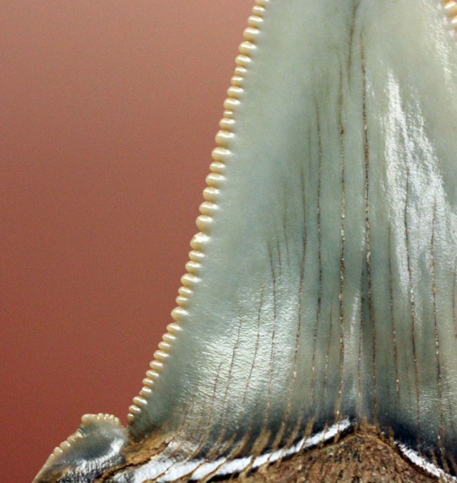 メガロドンより希少。絶滅したホホジロザメの直径の祖先、カルカロクレス・アングスティデンスの歯化石(その3)