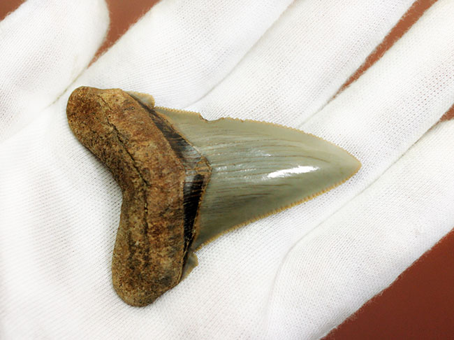 メガロドンより希少。絶滅したホホジロザメの直径の祖先、カルカロクレス・アングスティデンスの歯化石(その4)
