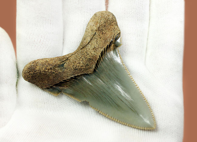 メガロドンより希少。絶滅したホホジロザメの直径の祖先、カルカロクレス・アングスティデンスの歯化石(その5)