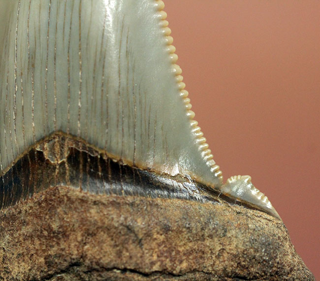 メガロドンより希少。絶滅したホホジロザメの直径の祖先、カルカロクレス・アングスティデンスの歯化石(その8)