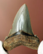 メガロドンより希少。絶滅したホホジロザメの直径の祖先、カルカロクレス・アングスティデンスの歯化石