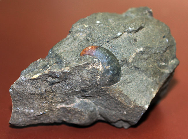 コアなファン向け二本木コレクション、北海道天塩中川の巻き貝の化石。北海道産の化石にしては珍しい色がついた標本。（その1）