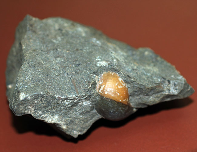 コアなファン向け二本木コレクション、北海道天塩中川の巻き貝の化石。北海道産の化石にしては珍しい色がついた標本。（その10）