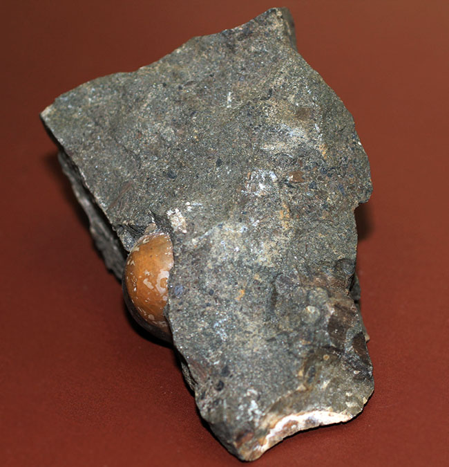 コアなファン向け二本木コレクション、北海道天塩中川の巻き貝の化石。北海道産の化石にしては珍しい色がついた標本。（その11）