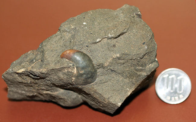 コアなファン向け二本木コレクション、北海道天塩中川の巻き貝の化石。北海道産の化石にしては珍しい色がついた標本。（その12）