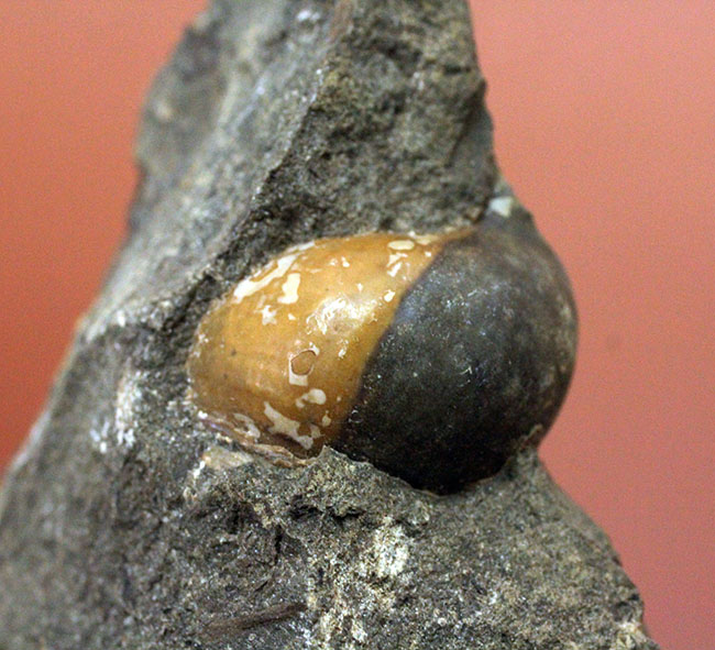 コアなファン向け二本木コレクション、北海道天塩中川の巻き貝の化石。北海道産の化石にしては珍しい色がついた標本。（その2）