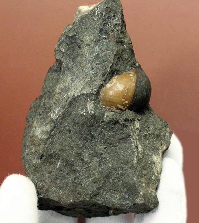 コアなファン向け二本木コレクション、北海道天塩中川の巻き貝の化石。北海道産の化石にしては珍しい色がついた標本。（その3）