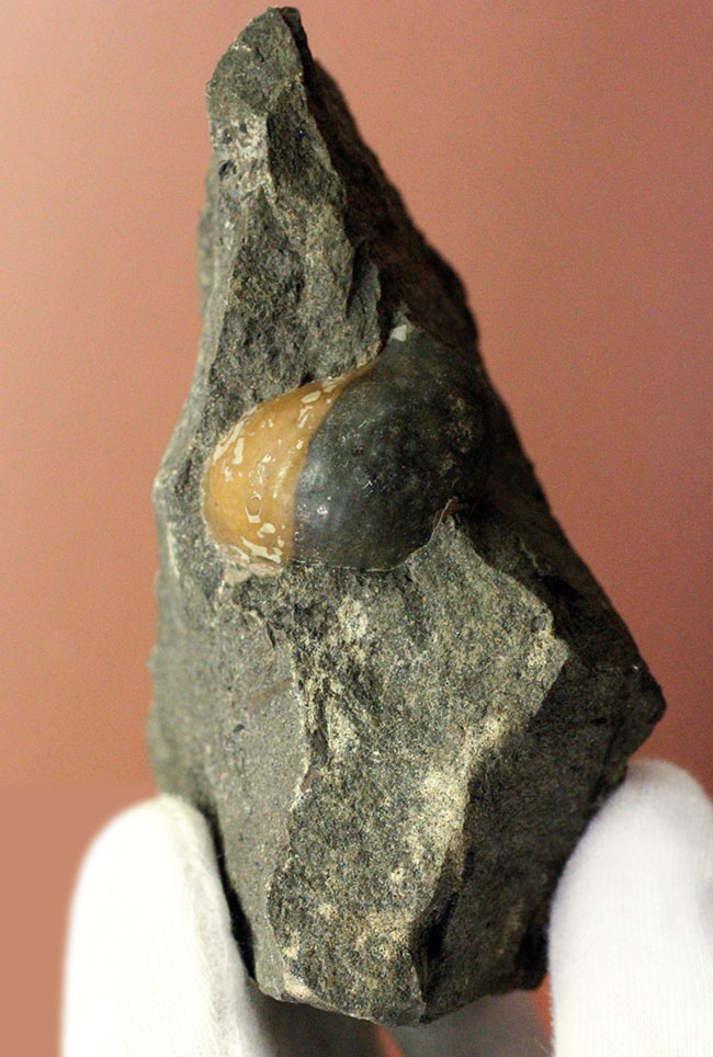 コアなファン向け二本木コレクション、北海道天塩中川の巻き貝の化石。北海道産の化石にしては珍しい色がついた標本。（その4）