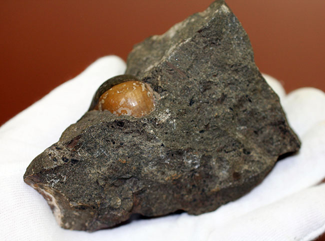 コアなファン向け二本木コレクション、北海道天塩中川の巻き貝の化石。北海道産の化石にしては珍しい色がついた標本。（その5）