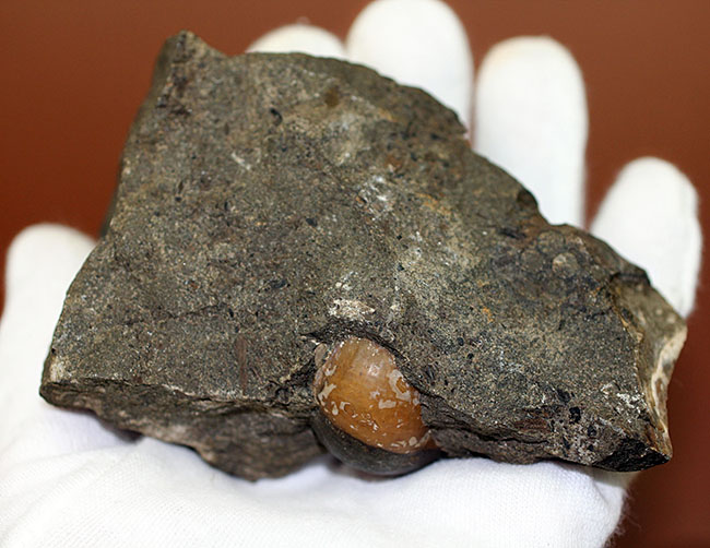 コアなファン向け二本木コレクション、北海道天塩中川の巻き貝の化石。北海道産の化石にしては珍しい色がついた標本。（その6）