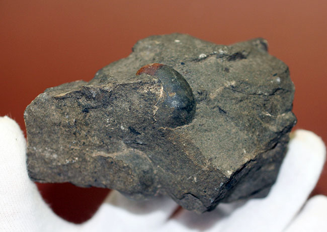 コアなファン向け二本木コレクション、北海道天塩中川の巻き貝の化石。北海道産の化石にしては珍しい色がついた標本。（その7）