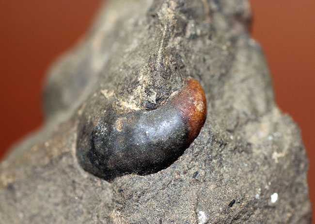 コアなファン向け二本木コレクション、北海道天塩中川の巻き貝の化石。北海道産の化石にしては珍しい色がついた標本。（その8）