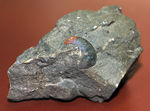 コアなファン向け二本木コレクション、北海道天塩中川の巻き貝の化石。北海道産の化石にしては珍しい色がついた標本。