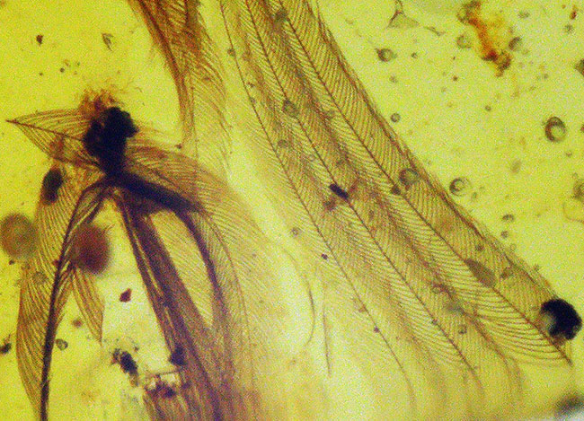 ベリーベリーレア！まごうことなき、完全なる「羽毛」を内包した、極めて希少なミャンマー琥珀・バーマイト（Burmite）（その1）