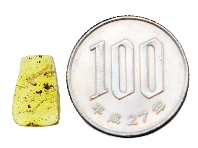 ベリーベリーレア！まごうことなき、完全なる「羽毛」を内包した、極めて希少なミャンマー琥珀・バーマイト（Burmite）（その11）