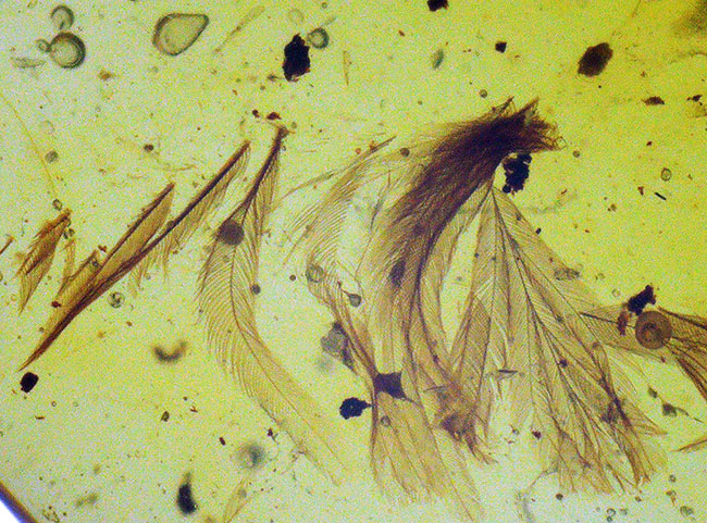 ベリーベリーレア！まごうことなき、完全なる「羽毛」を内包した、極めて希少なミャンマー琥珀・バーマイト（Burmite）（その3）
