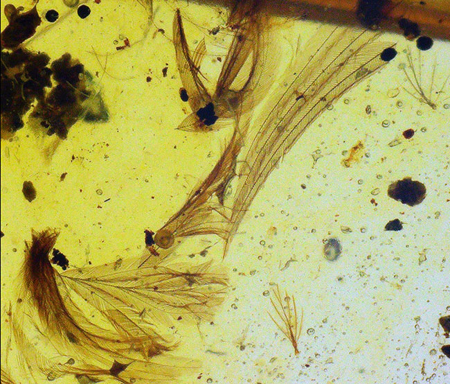 ベリーベリーレア！まごうことなき、完全なる「羽毛」を内包した、極めて希少なミャンマー琥珀・バーマイト（Burmite）（その4）