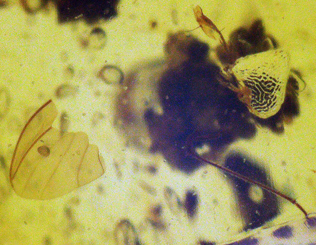 ベリーベリーレア！まごうことなき、完全なる「羽毛」を内包した、極めて希少なミャンマー琥珀・バーマイト（Burmite）（その5）