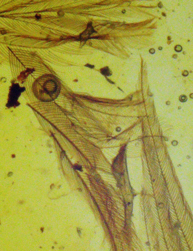 ベリーベリーレア！まごうことなき、完全なる「羽毛」を内包した、極めて希少なミャンマー琥珀・バーマイト（Burmite）（その6）