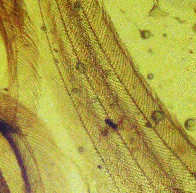 ベリーベリーレア！まごうことなき、完全なる「羽毛」を内包した、極めて希少なミャンマー琥珀・バーマイト（Burmite）（その7）