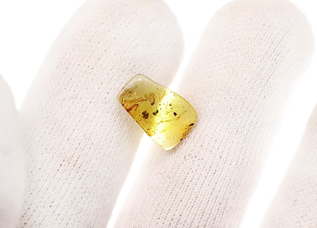 ベリーベリーレア！まごうことなき、完全なる「羽毛」を内包した、極めて希少なミャンマー琥珀・バーマイト（Burmite）（その8）