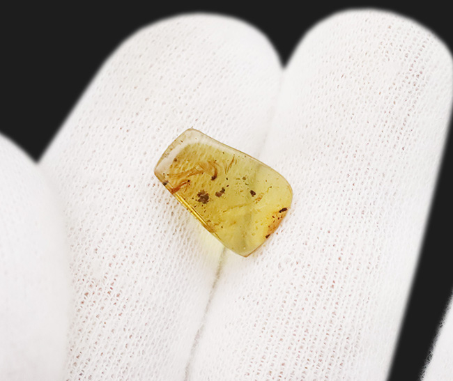 ベリーベリーレア！まごうことなき、完全なる「羽毛」を内包した、極めて希少なミャンマー琥珀・バーマイト（Burmite）（その9）