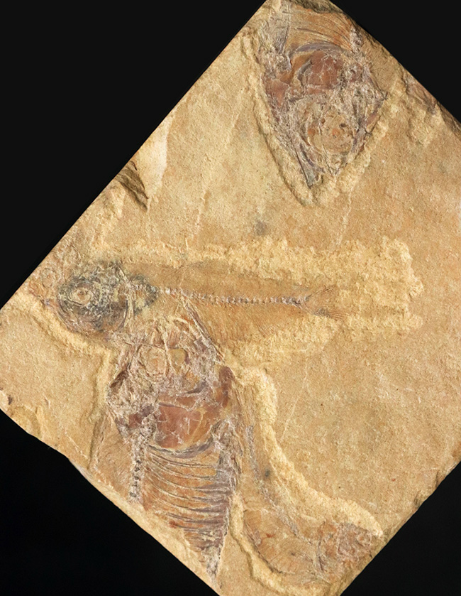 米国ワイオミング州のグリーン・リバー層から採集された古代魚、ゴシウテクティス(Gosiutichthys)を含む群集標本(その1)