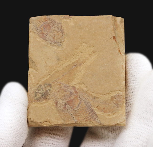 米国ワイオミング州のグリーン・リバー層から採集された古代魚、ゴシウテクティス(Gosiutichthys)を含む群集標本(その2)