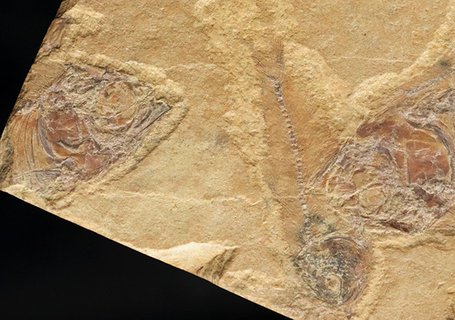 米国ワイオミング州のグリーン・リバー層から採集された古代魚、ゴシウテクティス(Gosiutichthys)を含む群集標本(その3)
