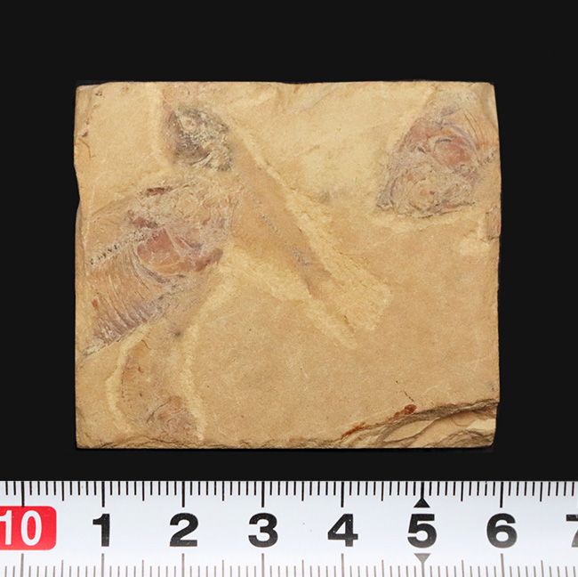 米国ワイオミング州のグリーン・リバー層から採集された古代魚、ゴシウテクティス(Gosiutichthys)を含む群集標本(その6)