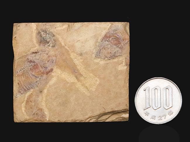 米国ワイオミング州のグリーン・リバー層から採集された古代魚、ゴシウテクティス(Gosiutichthys)を含む群集標本(その7)