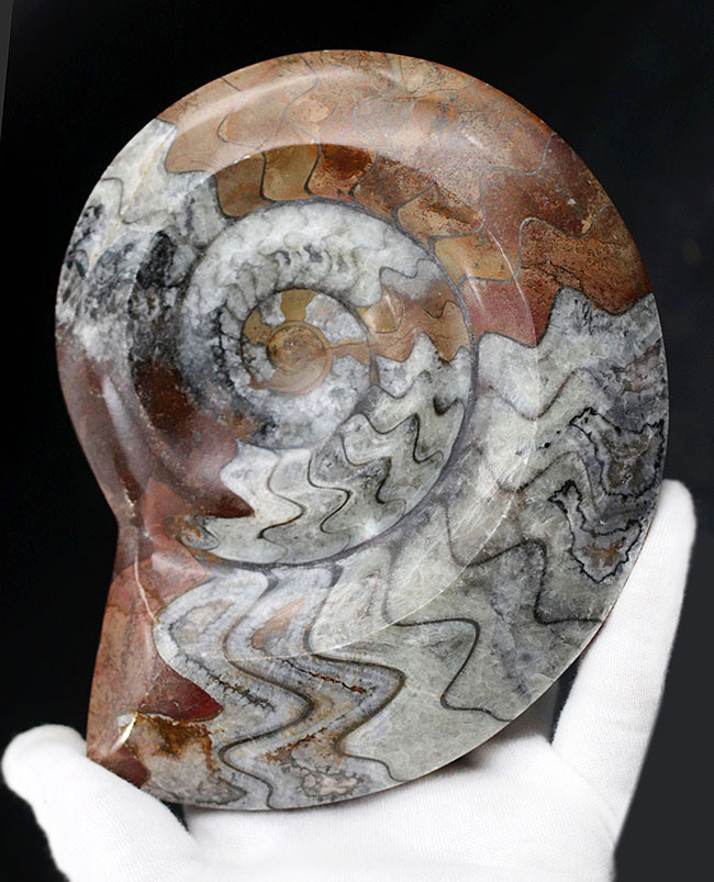 ブラウンとホワイトのツートン！明るいブラウンが美しい、そして、１５センチを超える大判化石、古生代を代表する頭足類、ゴニアタイト（Goniatite）の化石（その1）