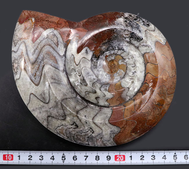ブラウンとホワイトのツートン！明るいブラウンが美しい、そして、１５センチを超える大判化石、古生代を代表する頭足類、ゴニアタイト（Goniatite）の化石（その8）